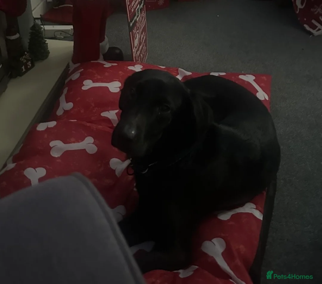 Labrador Retriever dogs for sale: 1 and a half year old Labrador  - Advert 2