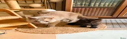 British Shorthair cats for sale: BRITISH SHORTHAIR DOLLS READY NOW! in Uxbridge - Advert 34