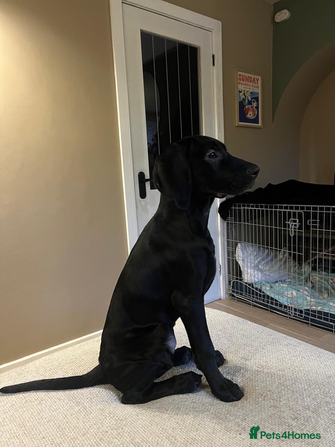 Mixed Breed dogs for sale: 15-week-old GSP x Vizsla puppy REHOME - Advert 3