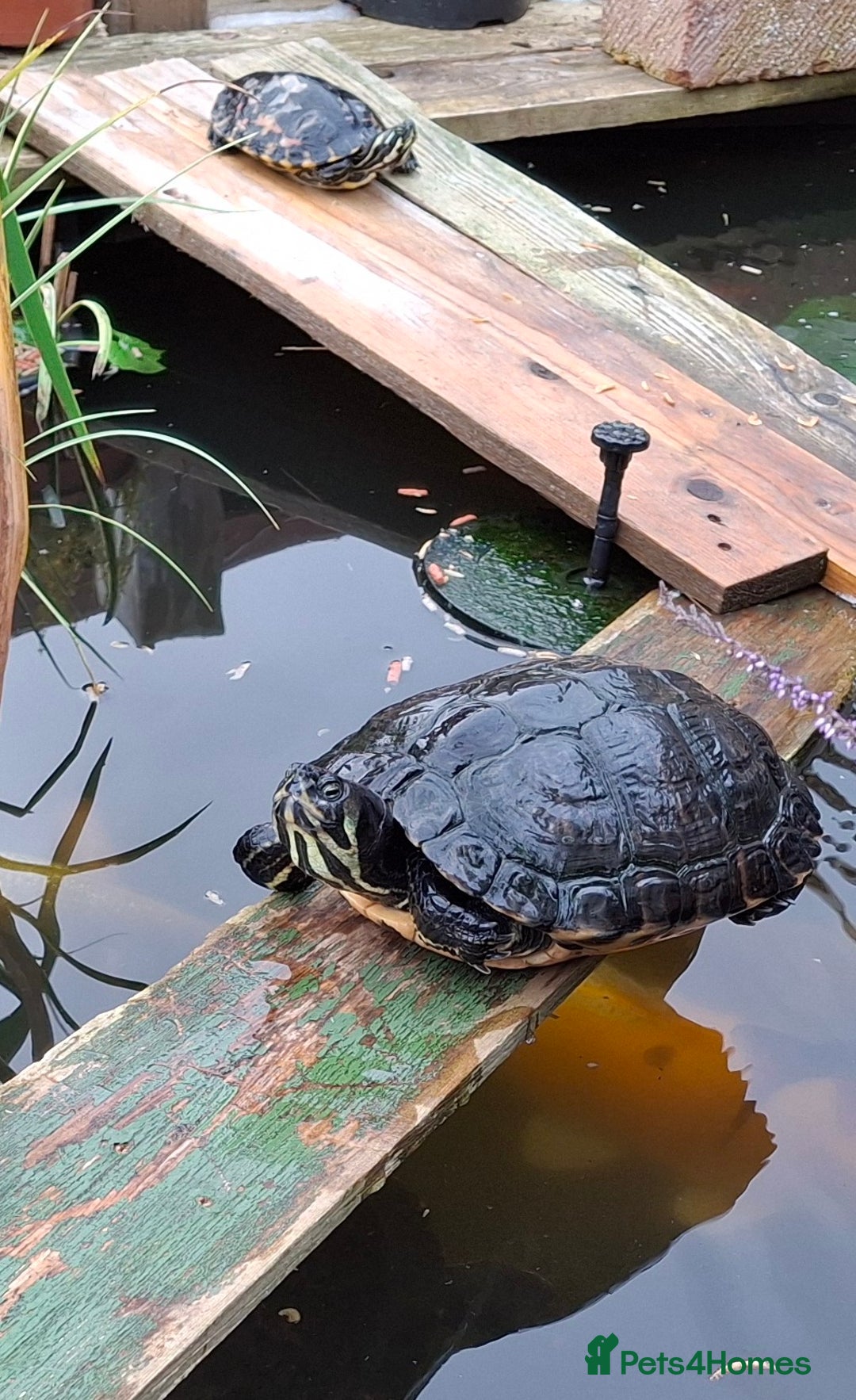 Turtle reptiles for sale: Turtle and terrapin  Rescue  - Advert 5