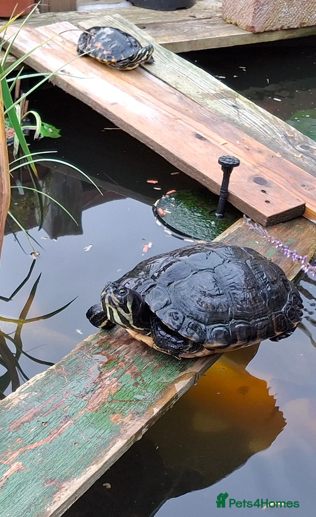 Turtle reptiles for sale: Turtle and terrapin  Rescue  - Advert 5