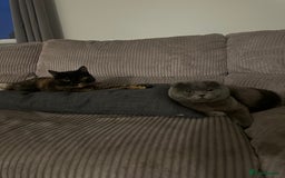 Mixed Breed cats for sale: Mixed breed domestic and Scottish fold  - Image 7