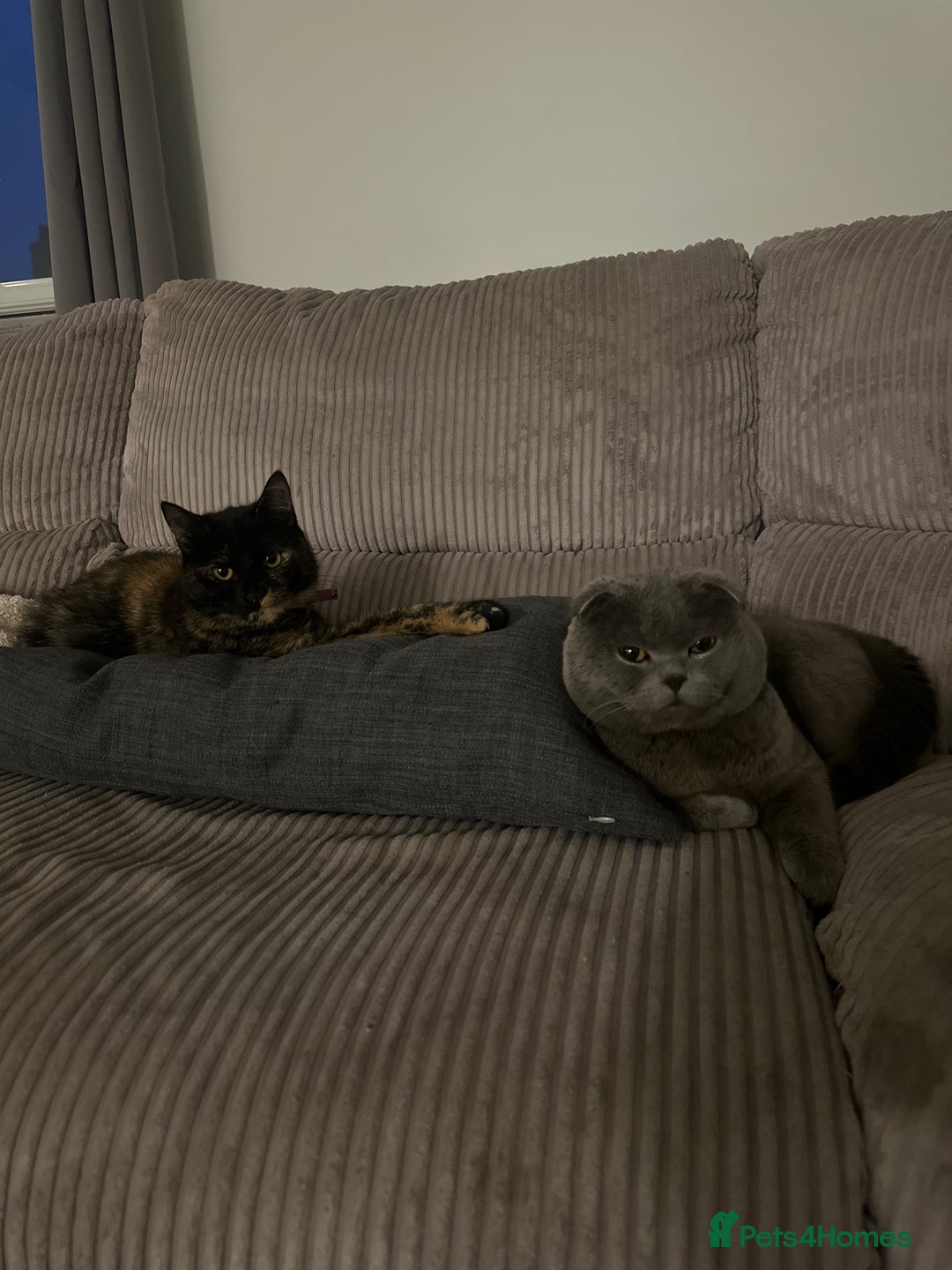 Mixed Breed cats for sale: Mixed breed domestic and Scottish fold  - Image 7