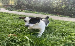 Jack Russell dogs for sale: Beautiful bonnie - Image 5