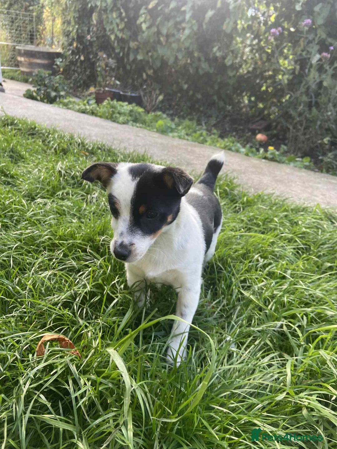 Jack Russell dogs for sale: Beautiful bonnie - Image 5