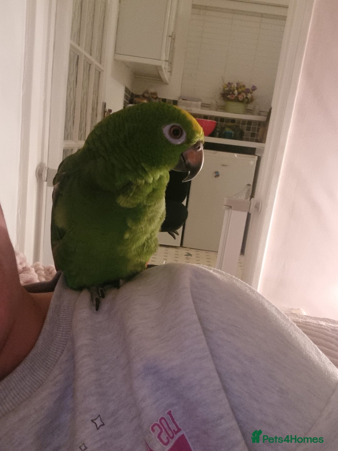 Parrots birds for sale: Amazon parrot for sale  - Image 18