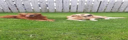 Golden Retriever dogs for sale: 2 Golden Retriever Puppies, red foxish colour   - Advert 3