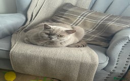 British Shorthair cats for sale: 6 year old British blue - Image 4