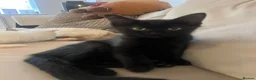 Mixed Breed cats for sale: Maine Coon × Ragdoll Kittens – Ready Now 🐾 - Advert 3