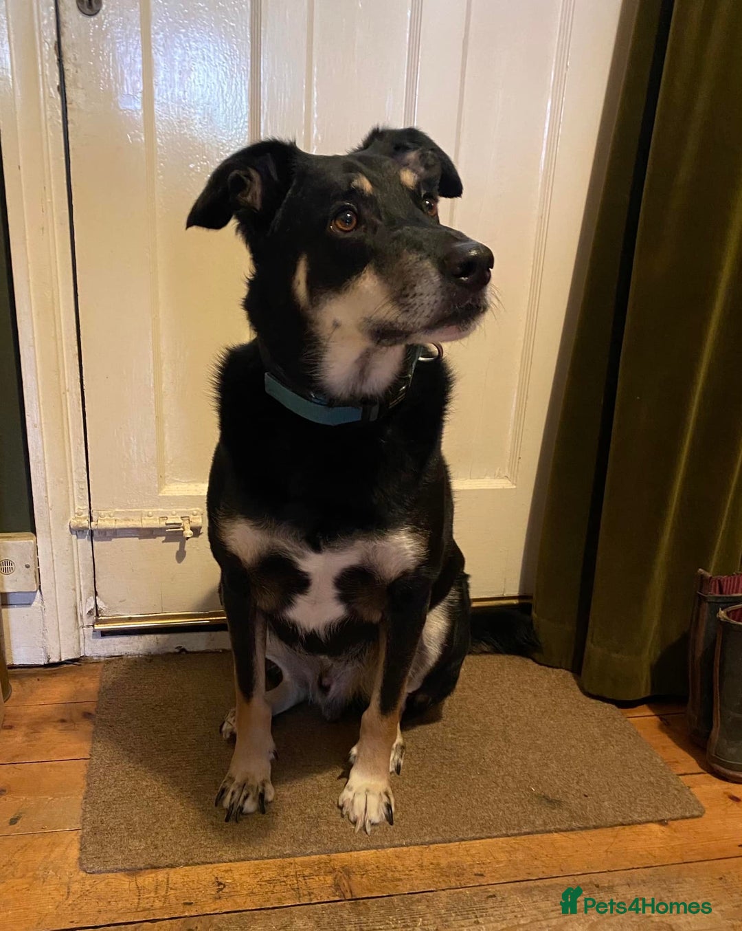 Mixed Breed dogs for adoption: Buzz - For Adoption  - Image 1