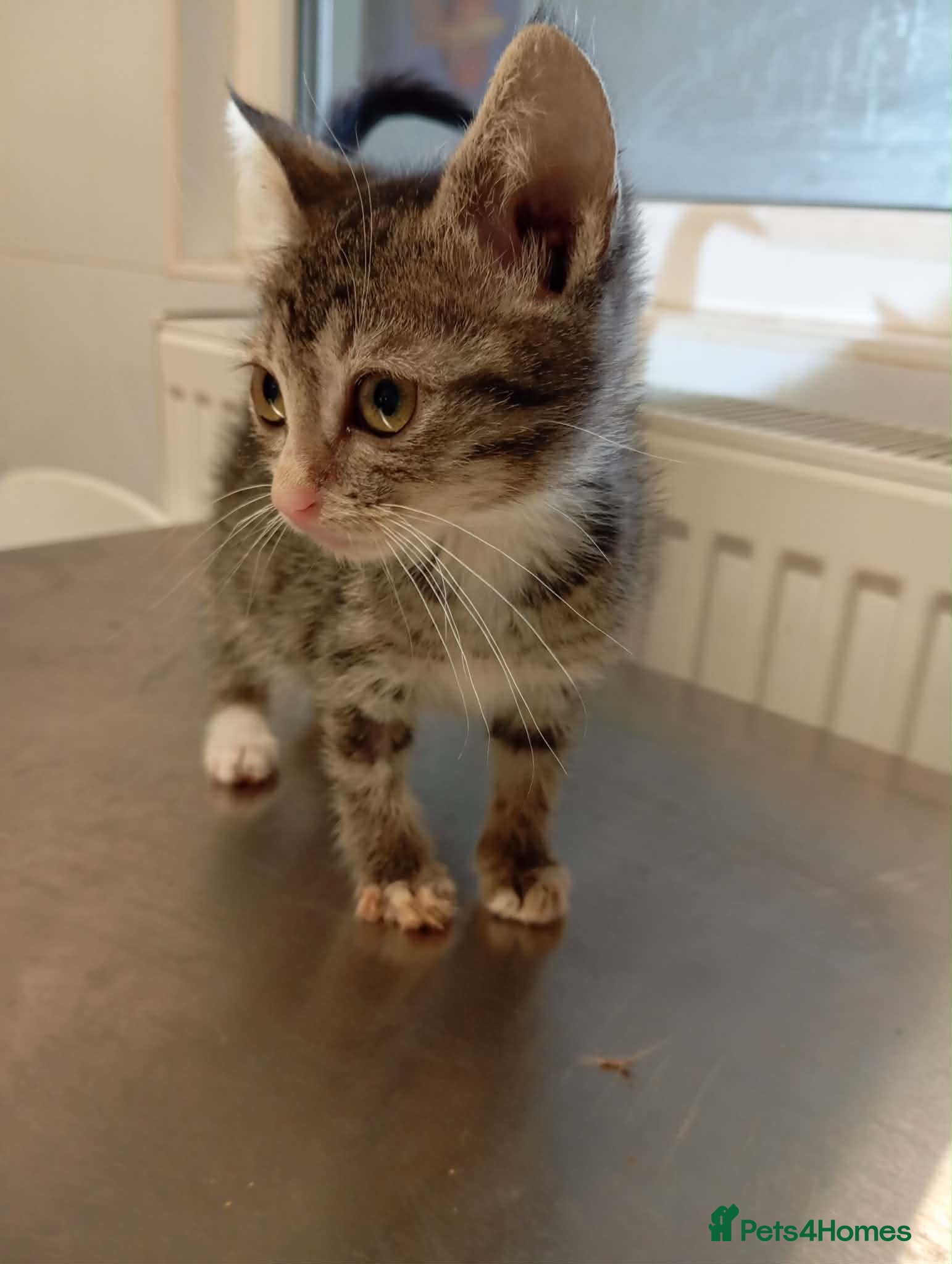 Mixed Breed cats Muppet - Deva Romania.  - Advert 6