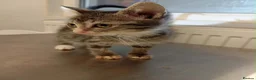 Mixed Breed cats for adoption: Muppet - Deva Romania.  - Advert 1