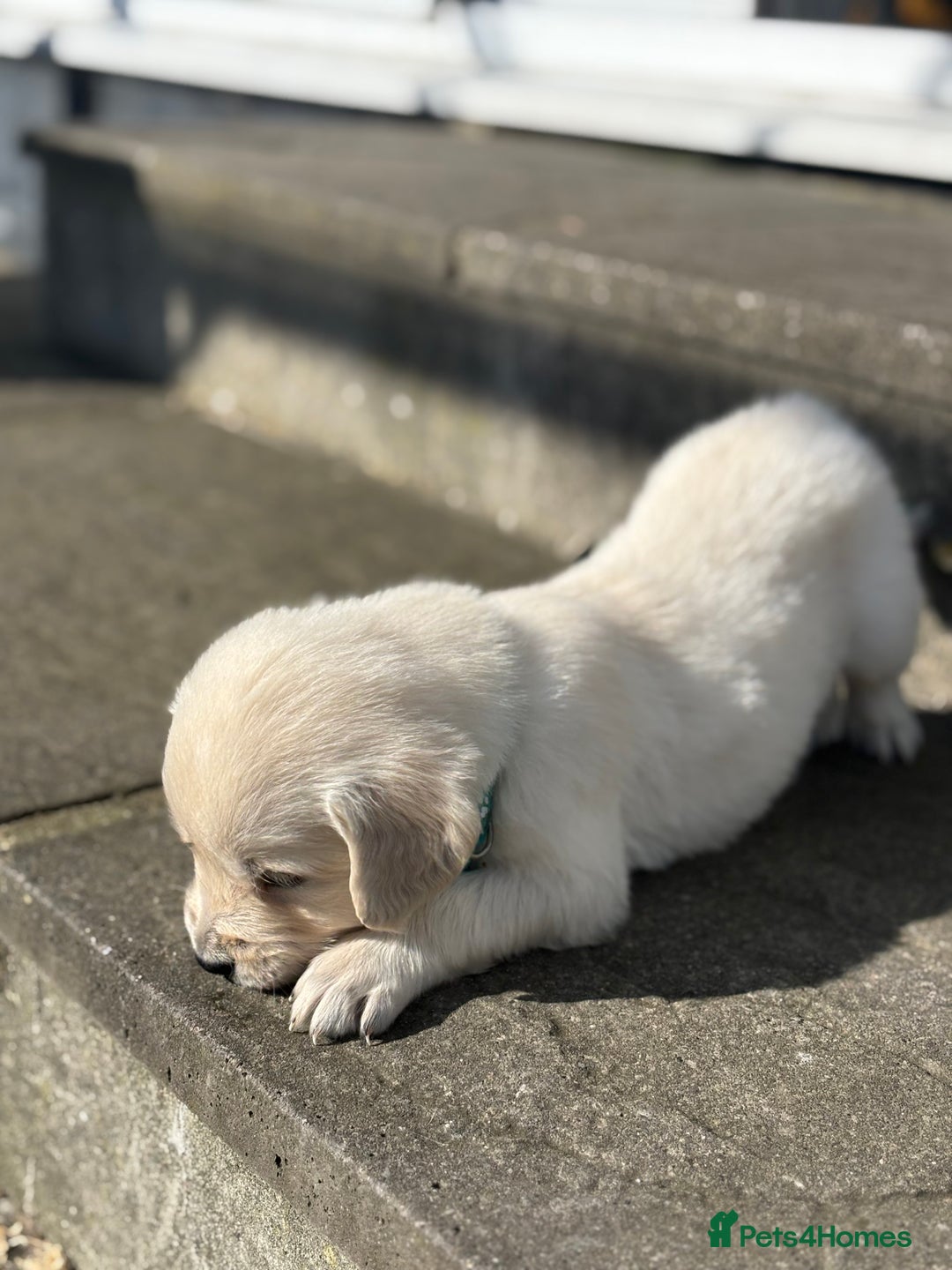 Golden Retriever dogs for sale: KC Registered Golden Retriever Puppies 🐾 - Image 7