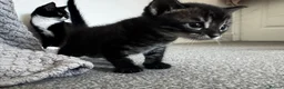 Mixed Breed cats for sale: Mixed Breed Bengal Kittens - Advert 12