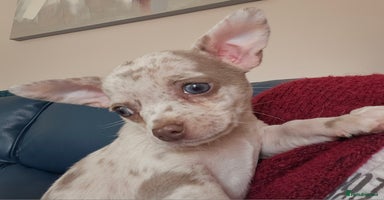 Chihuahua dogs in Huntingdon - Advert 7