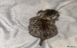 Siamese cats for sale: Lynx Point Siamese x bengal  - Image 4