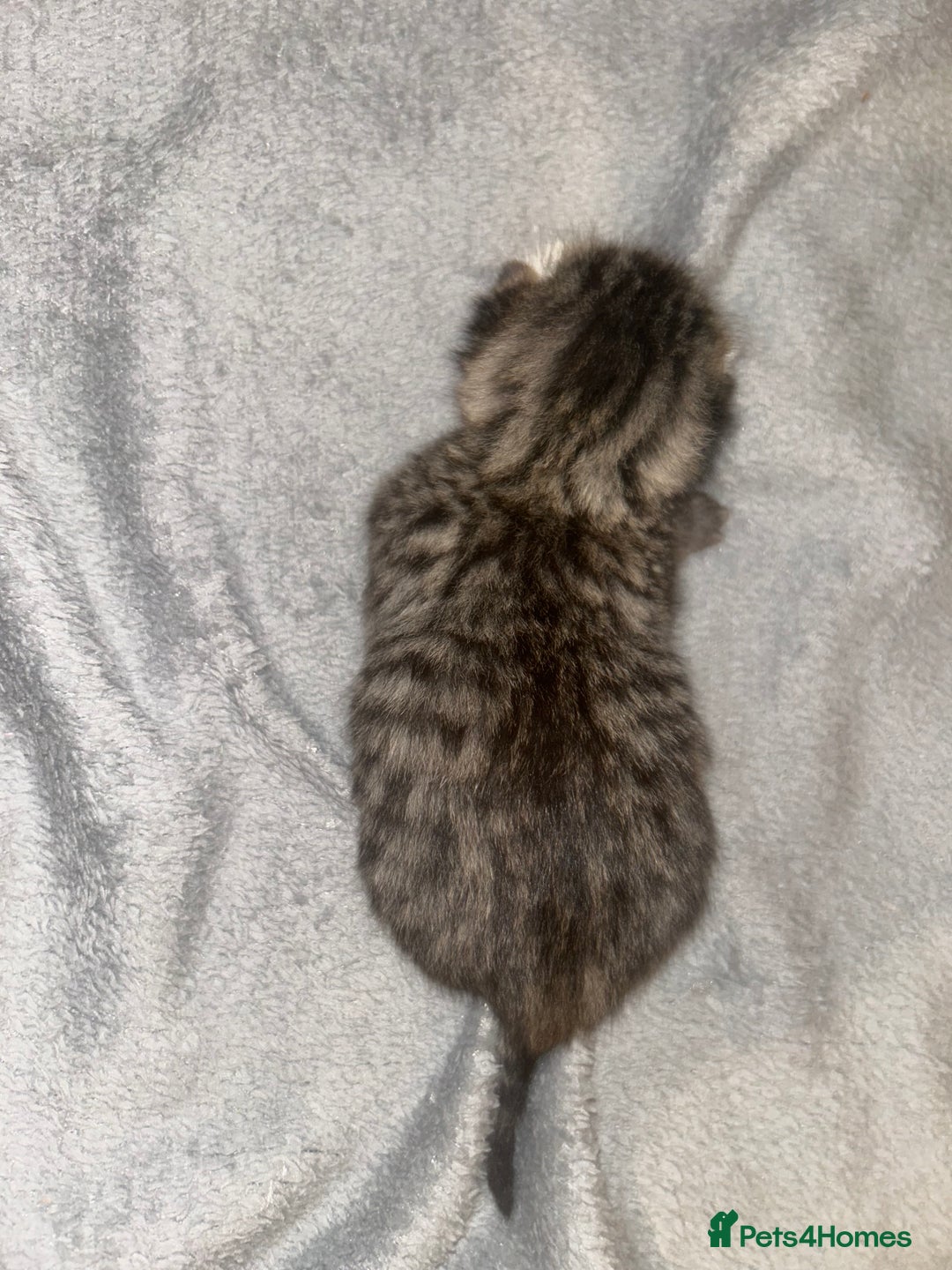 Siamese cats for sale: Lynx Point Siamese x bengal  - Image 4