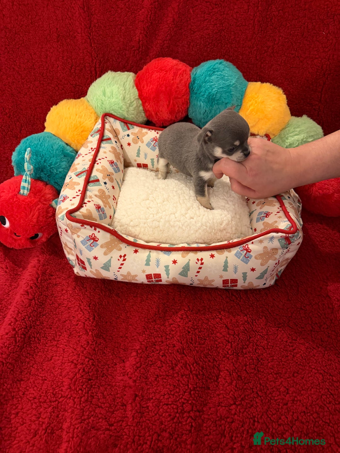 Chihuahua dogs for sale: Tiny apple head chihuahuas - Image 14