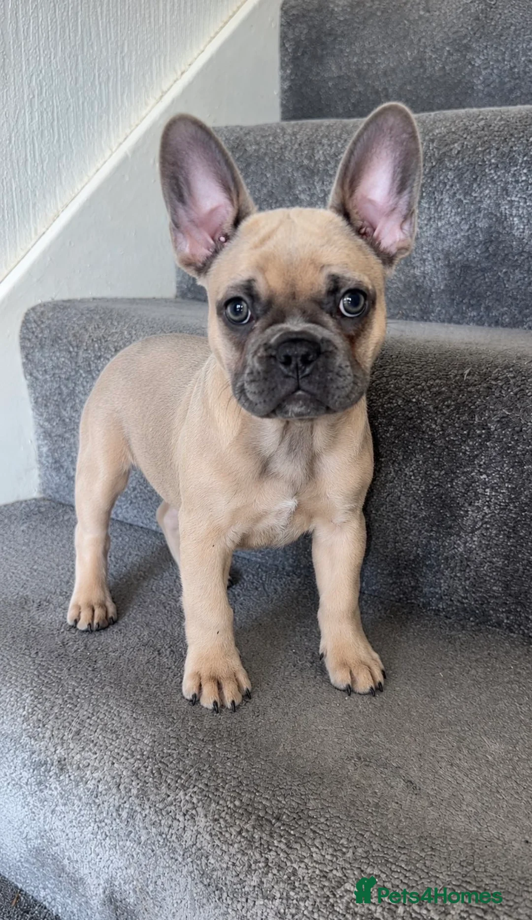 French Bulldog dogs for sale: French Bulldog  - Advert 6