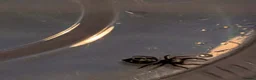 Spiders invertebrates for sale: Phiddipus carneus  - Advert 2