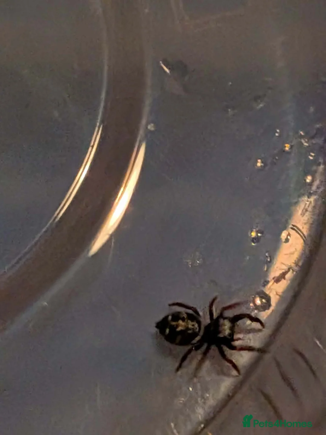 Spiders invertebrates for sale: Phiddipus carneus  - Advert 2