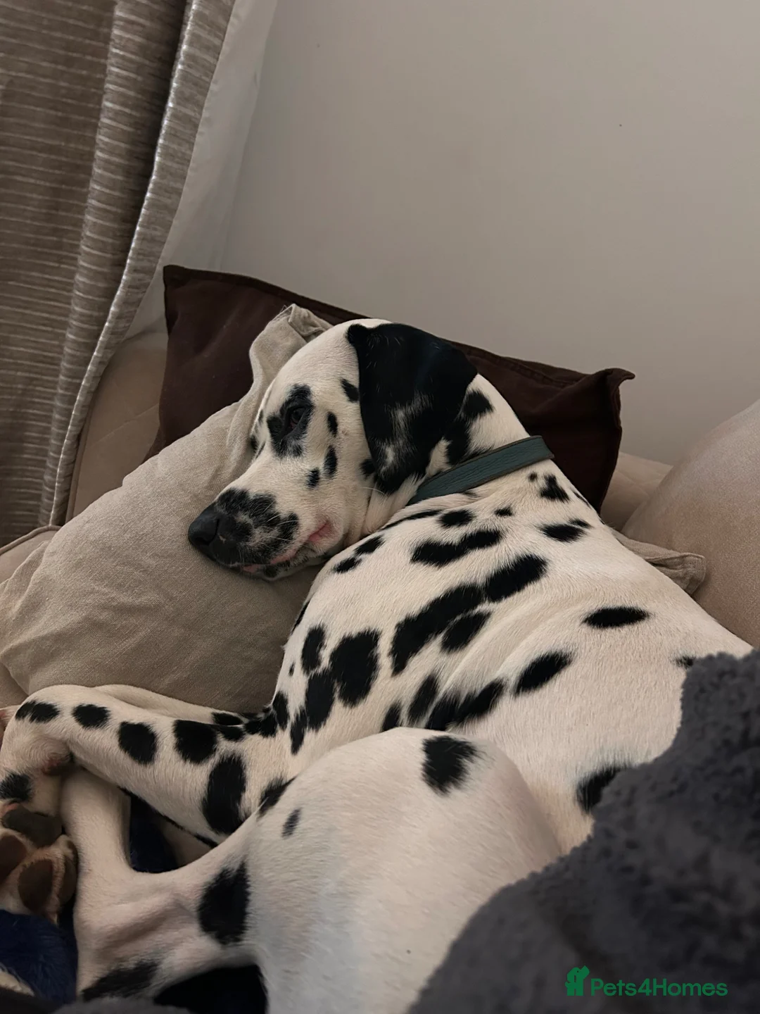 Dalmatian dogs for stud: Beautiful KC Dalmatian boy available for stud  - Advert 2