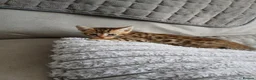 Bengal cats for sale: Bengal boy - Advert 3