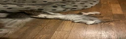 Persian cats for sale: Beautiful healthy Persian X Bengal kittens  - Advert 13