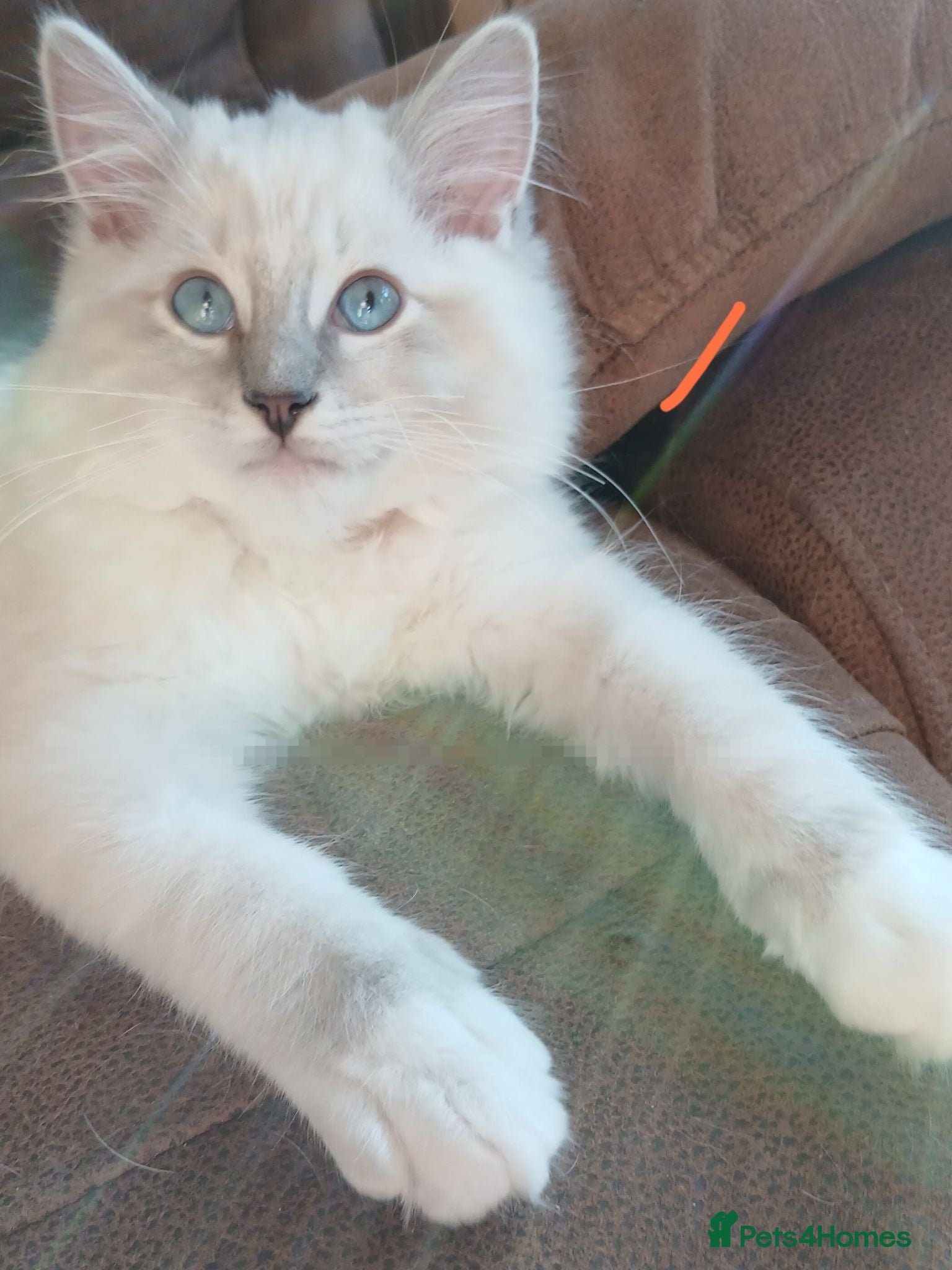 Ragdoll cats GCCF reg Ragdoll kittens - Advert 1