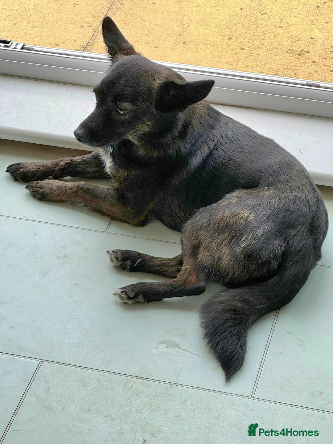 Mixed Breed dogs for adoption: Annie - a little dog with a big heart ❤️ - Image 11