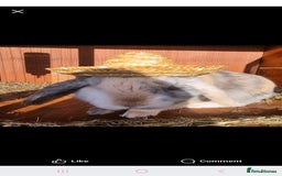 Mini Lop rabbits for sale: Mini lop cross french lop - Image 12