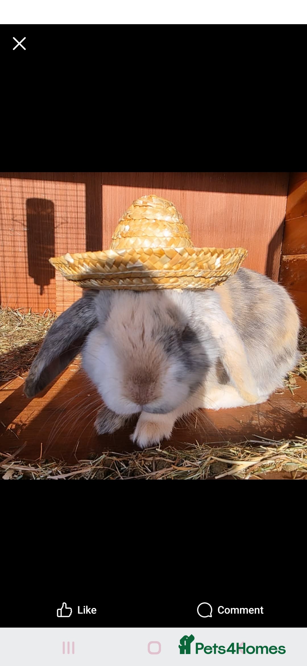 Mini Lop rabbits for sale: Mini lop cross french lop - Image 12