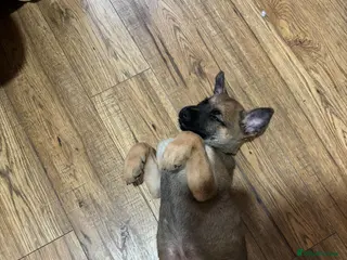 Belgian Shepherd Dog dogs Malinois puppy - Advert 3