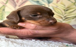 Miniature Dachshund dogs for sale: 3 boys and 1 girl  - Image 10