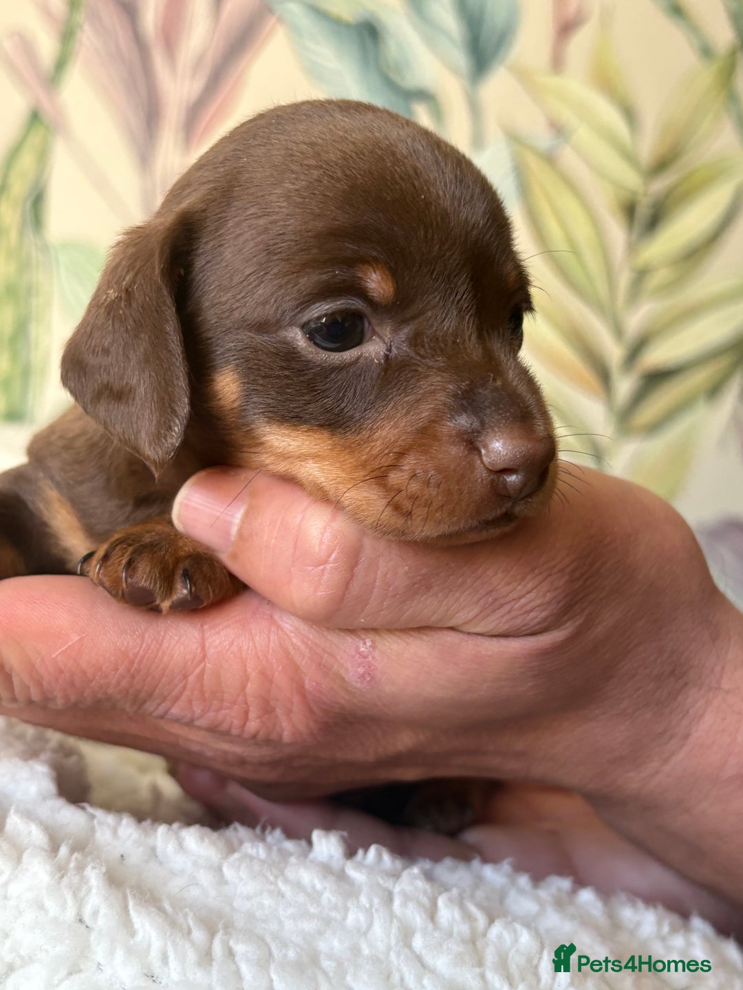 Miniature Dachshund dogs for sale: 3 boys and 1 girl  - Image 10