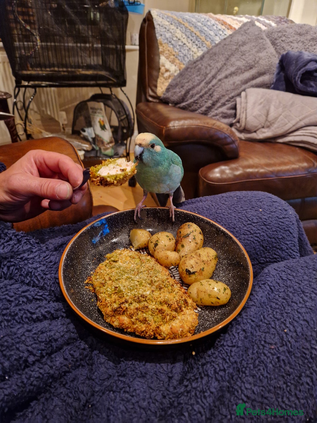 Parakeets birds for sale: Hand reared male talking Kakariki  - Advert 4