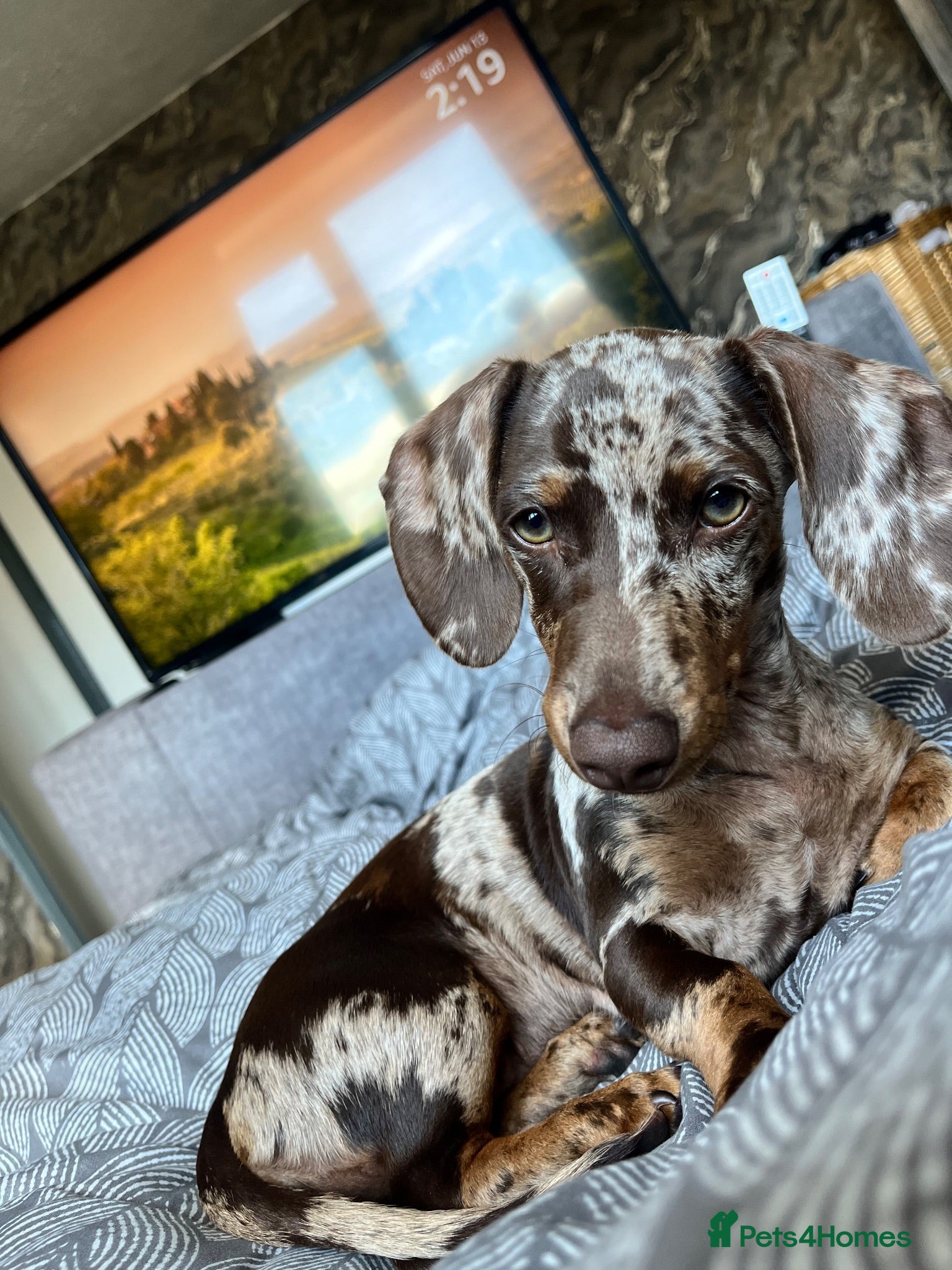 Miniature Dachshund dogs Mabel the miniature dachshund  - Advert 5