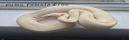 Mixed Breed invertebrates for sale: Reptile & bug collection for sale - Advert 7