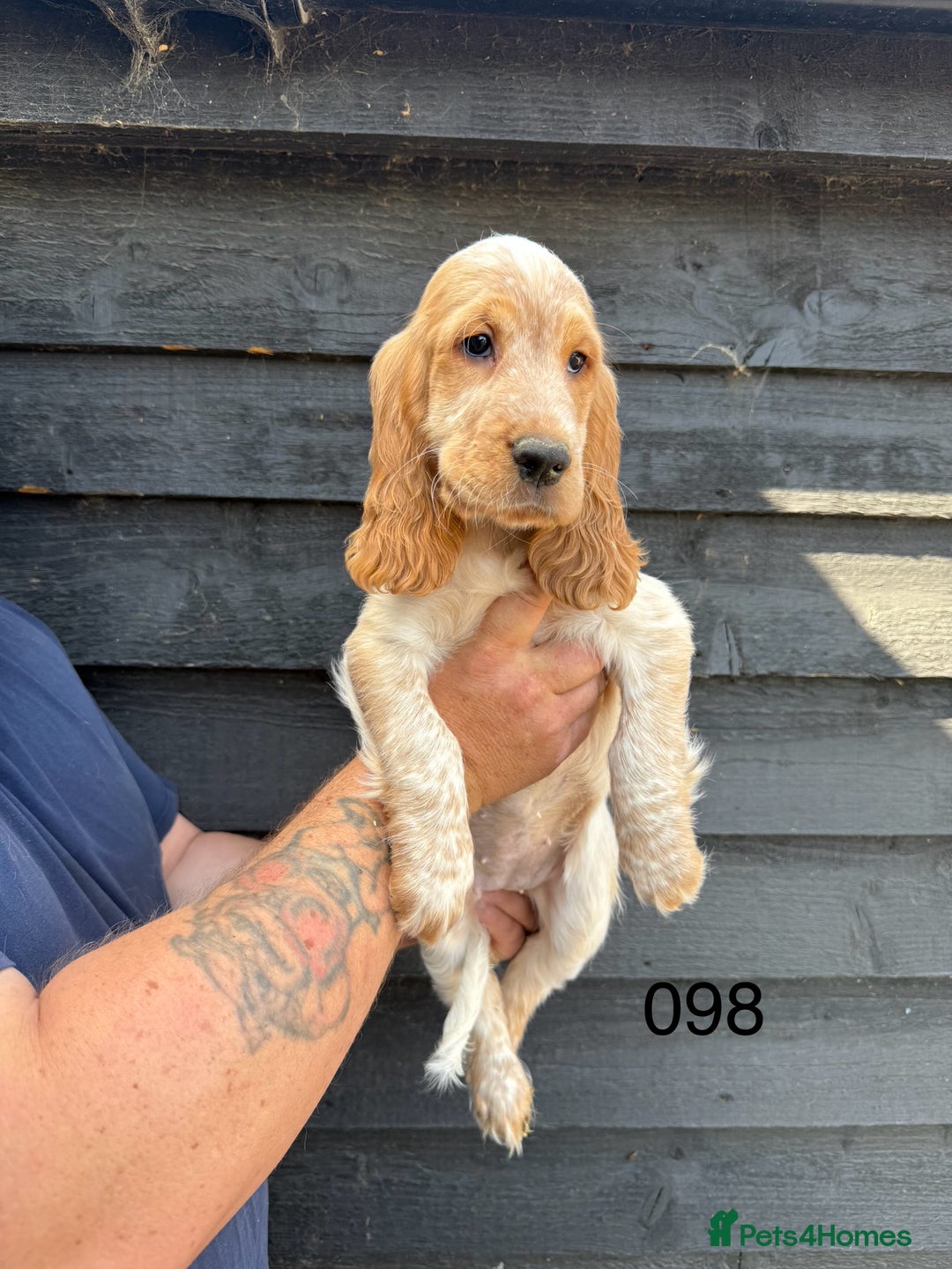 Cocker Spaniel dogs for sale: Fabulous Cocker Spaniel Pupies - Image 10