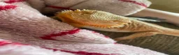 Bearded Dragon reptiles for sale: Bearded dragon for sale  - Advert 4