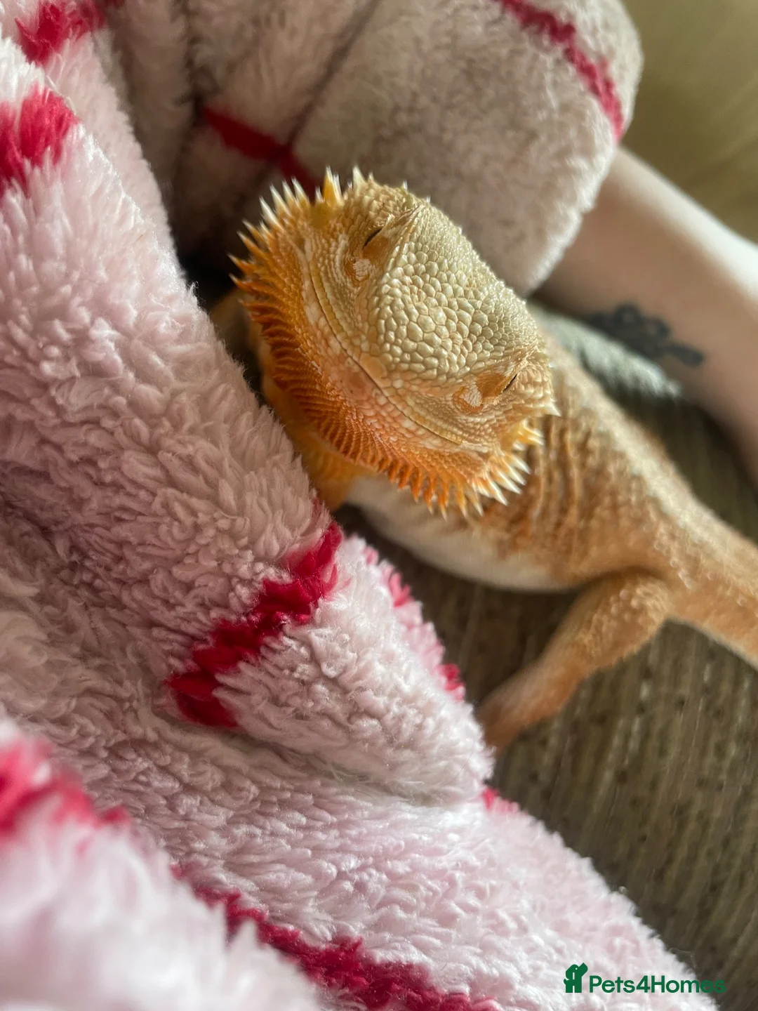 Bearded Dragon reptiles for sale: Bearded dragon for sale  - Advert 4