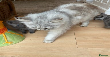 Persian cats - Advert 3
