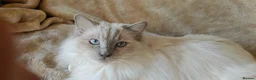 Ragdoll cats for sale: Beautiful GCCF Ragdoll girl - Advert 2
