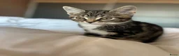 Mixed Breed cats for sale: BSH cross - LITTLE BOY READY NOW - Advert 15