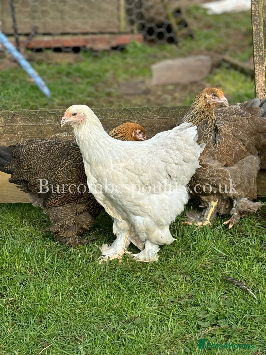 Chickens poultry for sale: Brahma for sale - Advert 4
