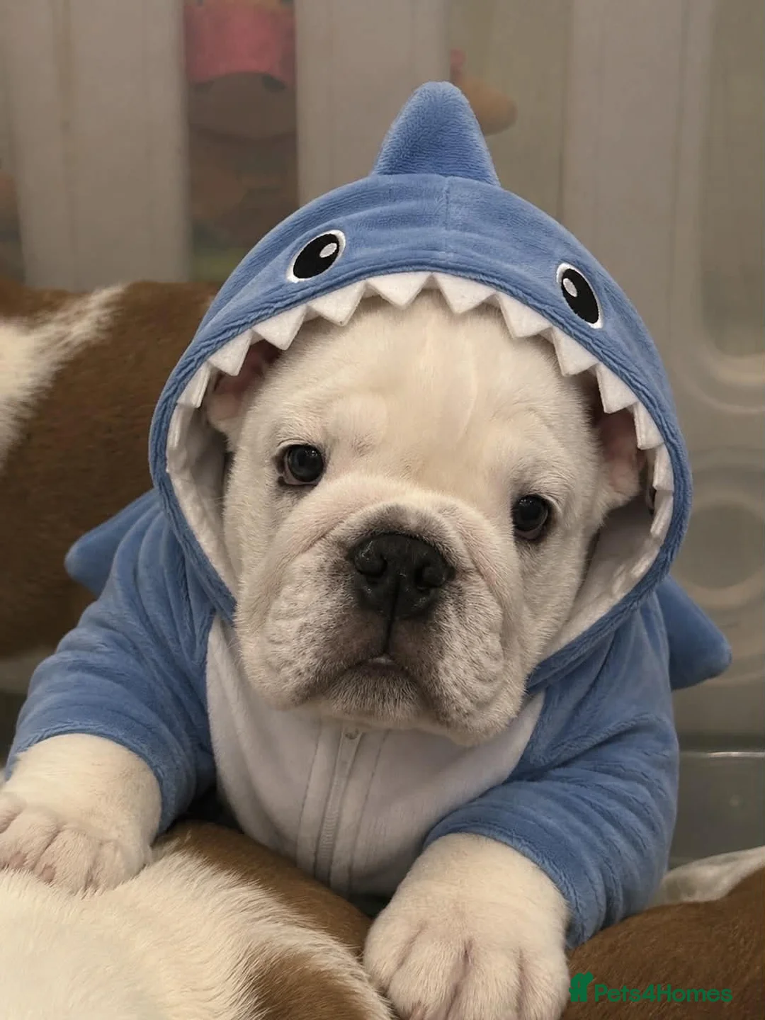 English Bulldog dogs for sale:  KC Reg English bulldog pups genuine breed colour - Advert 2