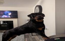 Rottweiler dogs for stud: Rottweiler for STUD only (not for sale/rehoming) - Advert 7