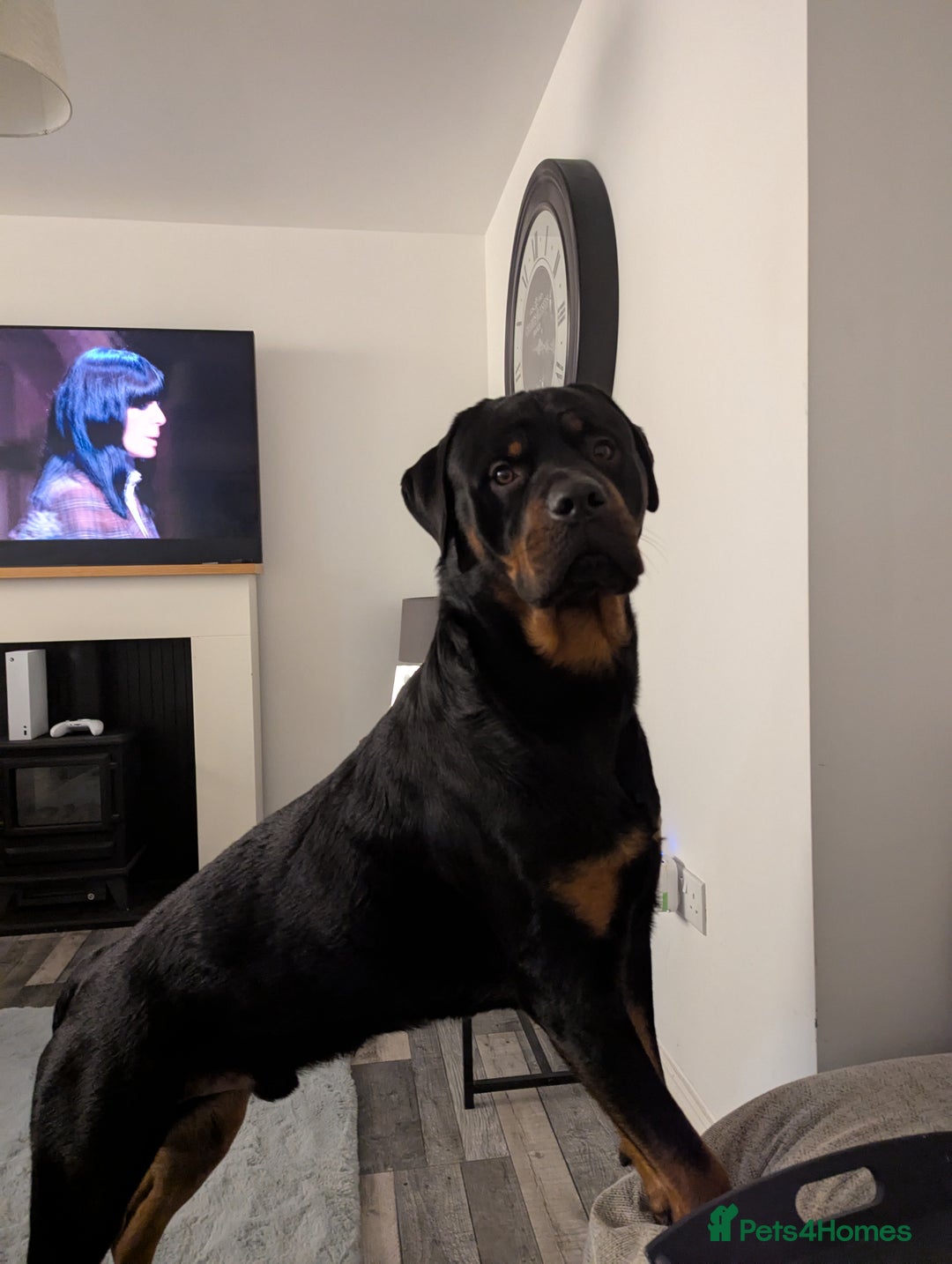 Rottweiler dogs for stud: Rottweiler for STUD only (not for sale/rehoming) - Advert 7