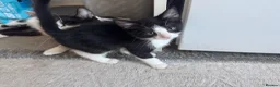 Mixed Breed cats for sale: Kittens ready to leave still available  - Advert 34
