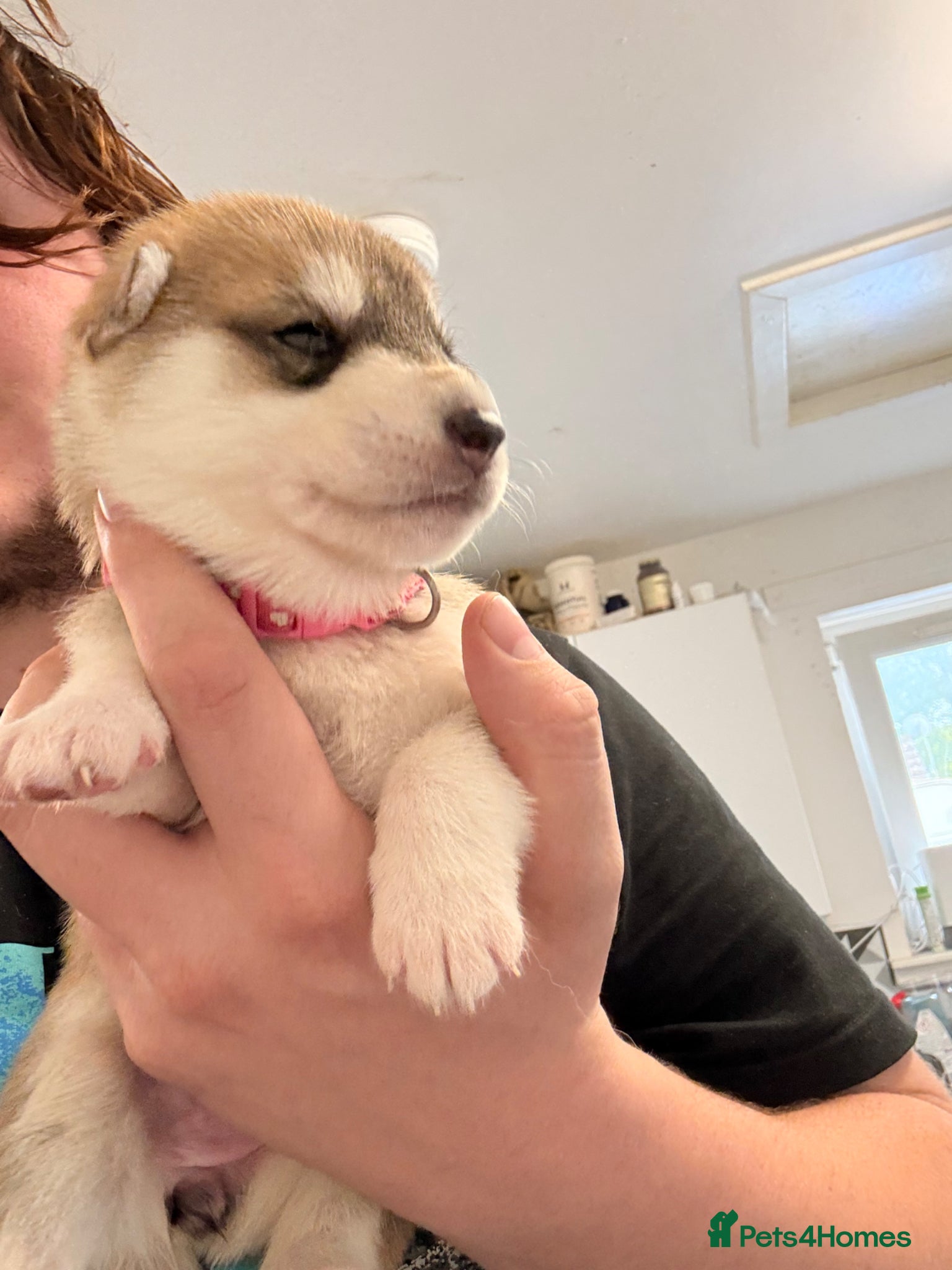 Shepsky dogs for sale: 7 beautiful shepskys in Kirkcaldy - Advert 16